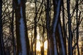 Winter deciduous snow-covered forest (trunks of old trees) and low winter sun