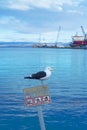 Winter, Deck, Ocean, USHUAIA, ARGENTINA - 2022: Ushuaia Fin Del Mundo (End Of The World) Tierra del Fuego