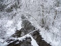 Winter deep forest with a narrow river. The power of wild majestic nature