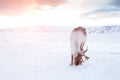 Winter deer in frozen desert of Siberia at sunset. Royalty Free Stock Photo