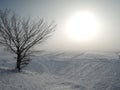 Winter desert landscape with sun, tree and traces of slides on the snow Royalty Free Stock Photo