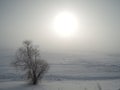 Winter desert landscape with sun, tree and traces of slides on the snow Royalty Free Stock Photo