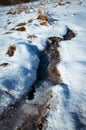 Winter detail frozen swamps Royalty Free Stock Photo