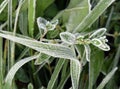 The winter detail of nature, leaves with white needles of frost.