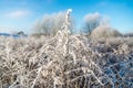 Winter  details. Dry plant covered with snow and frost. Blue sky on the background. Seasonal macro, closeup image Royalty Free Stock Photo