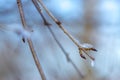 Frozen flower in blue tone on blurred background. Calming seasonal nature