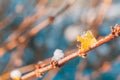 Frozen flower in blue tone on blurred background. Calming seasonal nature