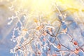 Winter details - snow and frost on the branches with yellow leaves Royalty Free Stock Photo