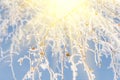 Winter details - snow and frost on the branches with yellow leaves Royalty Free Stock Photo