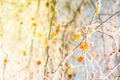 Winter details - snow and frost on the branches with yellow leaves Royalty Free Stock Photo