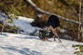 Winter display on snow male Capercaillie - Tetrao urogallus - defensive behavior