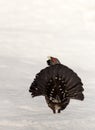 Winter display on snow male Capercaillie - Tetrao urogallus - tail seen from behind