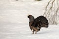 Winter display on snow male Capercaillie - Tetrao urogallus - tail seen from behind