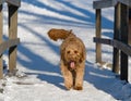 Winter dog Royalty Free Stock Photo