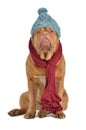 Winter dog with hat and scarf Royalty Free Stock Photo