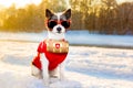 Winter dog Royalty Free Stock Photo