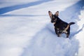 Winter dog Royalty Free Stock Photo