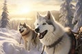 Winter Dog Sledding Excursion for Nature Lovers and Adventure Seekers Royalty Free Stock Photo