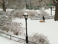 Winter Dog Walk, Winter, NYC USA