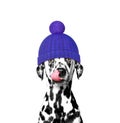 Winter dog in a wool hat