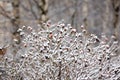 Winter dogrose Royalty Free Stock Photo