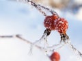 Winter dogrose Royalty Free Stock Photo