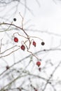 Winter dogrose Royalty Free Stock Photo