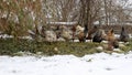 In winter, domestic chickens stand in the snow on a fallen green leaf of a curly willow