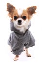 winter dressed chihuahua