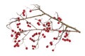 Winter dry branches of forest hawthorn with red berries isolated Royalty Free Stock Photo