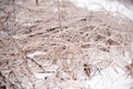 Winter dry grass covered with ice, frosty meadow texture, hoarfrost