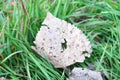 Winter dry leaf laid earth ground detail view macro photography natural nature