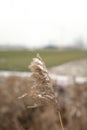 In winter, the dry reed flowers in the fields and the residual snow on them