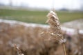 In winter, the dry reed flowers in the fields and the residual snow on them