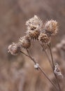 Winter Dry Thistles. Royalty Free Stock Photo