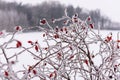 winter dry vegetation tree branches and leaves frosty covered with snow