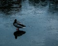 Duck on thin ice. The frozen surface of the reservoir Royalty Free Stock Photo