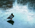 Duck on thin ice. The frozen surface of the reservoir Royalty Free Stock Photo