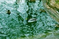 Duck on thin ice. The frozen surface of the reservoir Royalty Free Stock Photo