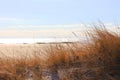 Winter Dune Grass at the Beach