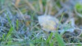 Winter in early frosty morning. First morning frost on a dry fallen leaves. Rack focus. Royalty Free Stock Photo