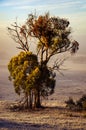 A winter morning landscape in Mulligans Flat Nature Reserve, Australian Capital Territory