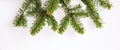 Winter elegance, beautiful natural fir branch closeup on white background.