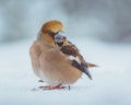 Winter Elegance: Portrait of the Snowy Hawfinch - Plumose Beauty in the Frozen Landscape