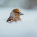 Winter Elegance: Portrait of the Snowy Hawfinch - Plumose Beauty in the Frozen Landscape