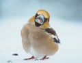 Winter Elegance: Portrait of the Snowy Hawfinch - Plumose Beauty in the Frozen Landscape