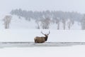 Winter Elk Royalty Free Stock Photo