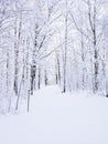 Winter environment Royalty Free Stock Photo