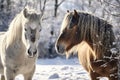 Winter equine nature snow white horses farm portrait animal mammal mane