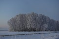 Winter evening forest and snow-covered trees. Beautiful forest in the snow late in the evening. Winter field in the village Royalty Free Stock Photo